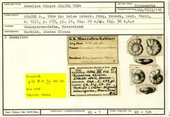 Karteikarte zum Syntyp von Rosalina thiara Stache, 1864